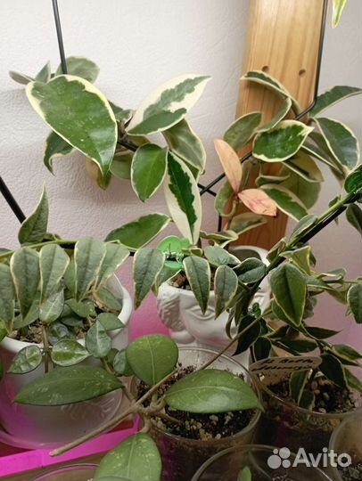 Хойи на срез