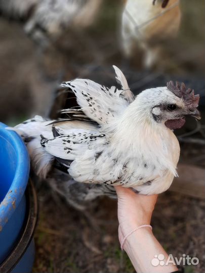 Молодые петухи лакеданзи серебро, семья лакеданзи