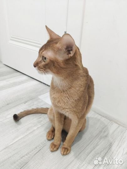Абиссинский кот вязка