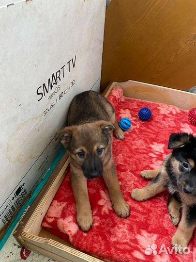 Щенки