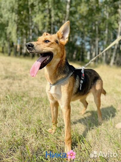 Собака в добрые руки отдам бесплатно