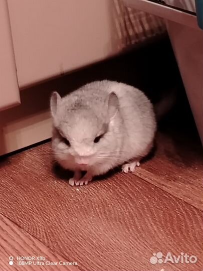 Шиншиллы-малыши