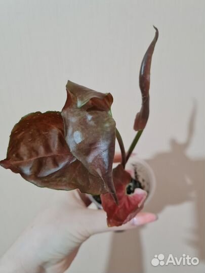 Сингониум клубничный лед