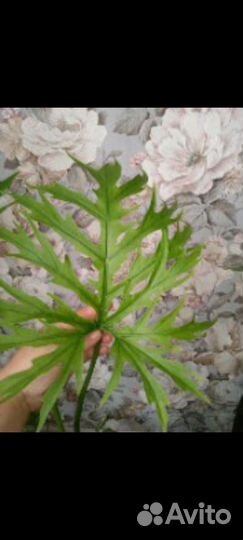 Филодендроны