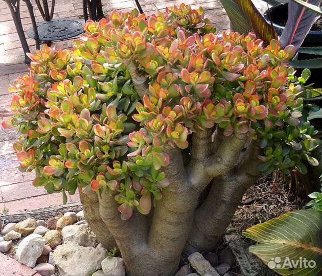 Денежное дерево под