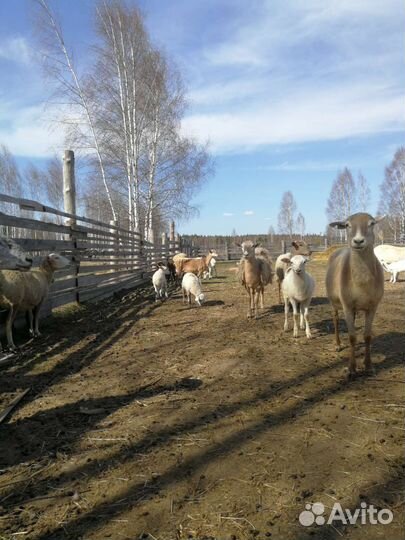 Катумский баран