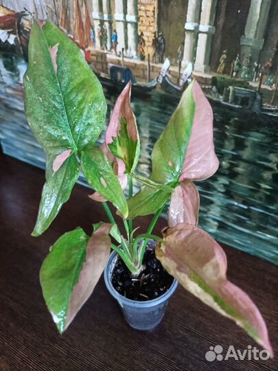 Сингониумы сортовые