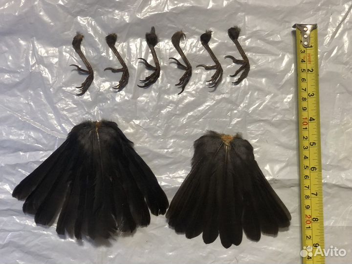 Крылья,перья,лапки