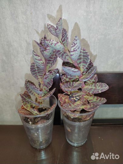 Суккуленты