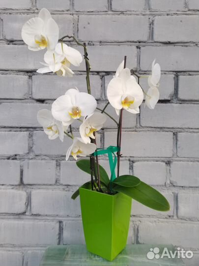 Орхидея фаленопсис