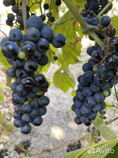 Виноград винный