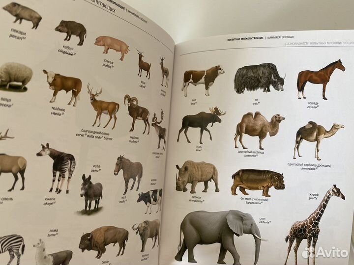 Русской-итальянский визуальный словарь