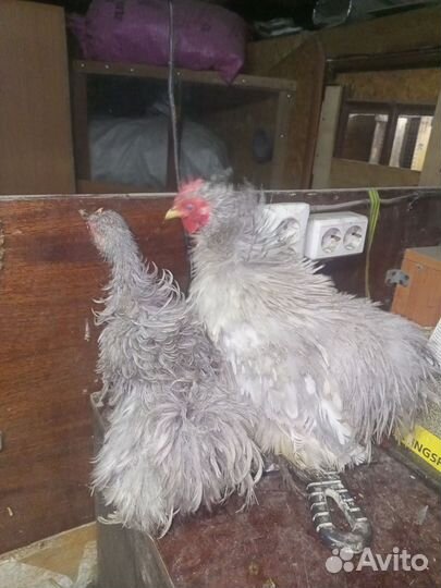 Карликовый кохинхин