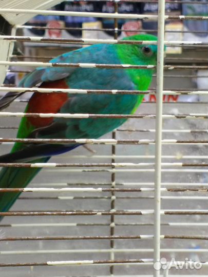 Певчий попугай