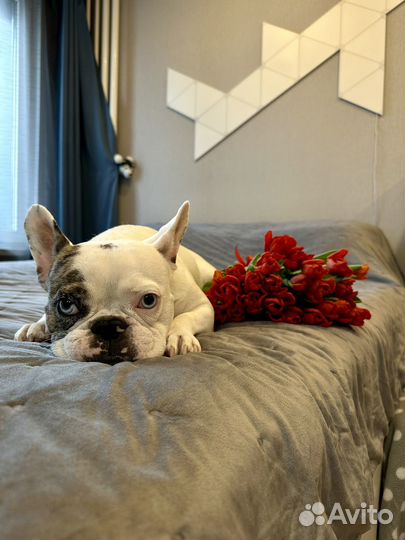 Модель для фотосессии