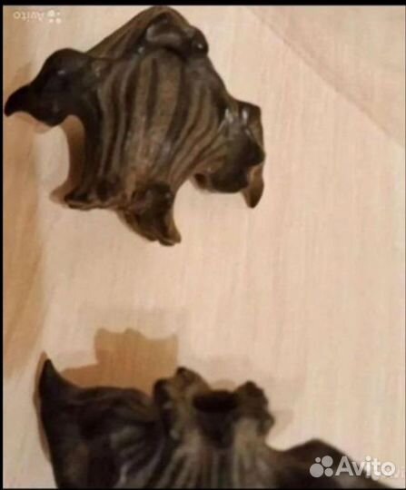 Чилим, чертик, водный орех