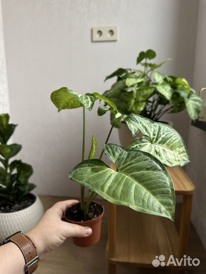 Сингониум white butterfly вайт баттерфляй