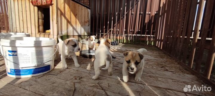Щенки