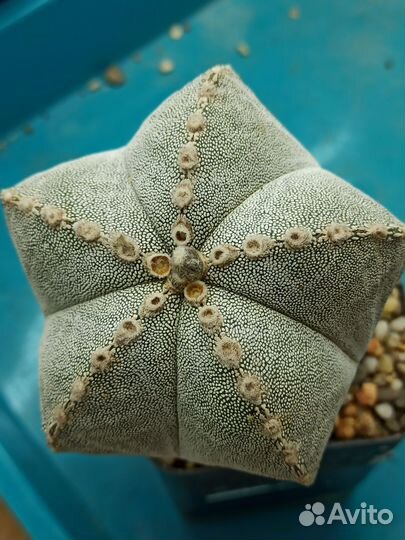 Кактусы Astrophytum