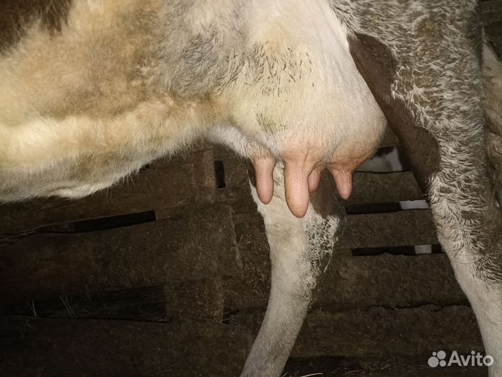 Домашняя корова и два домашних бычка