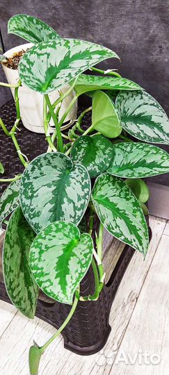 Сциндапсус Экзотика