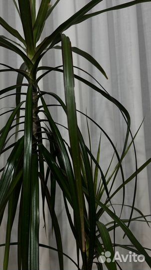 Пальма драцена