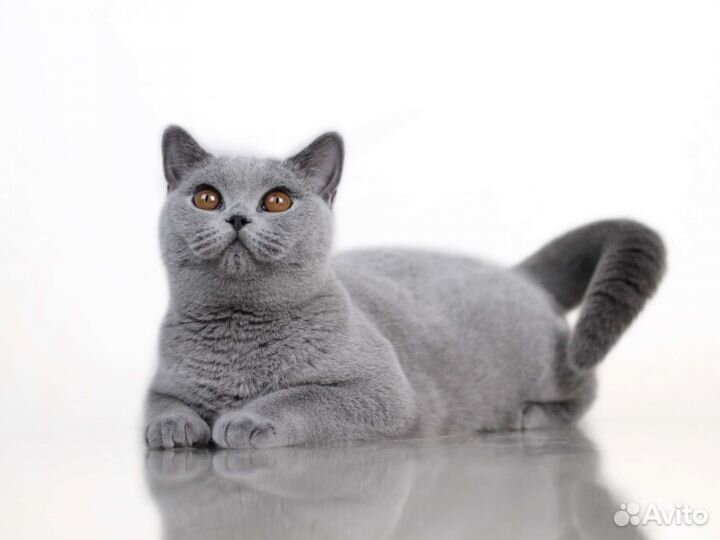 Шикарные британцы классика