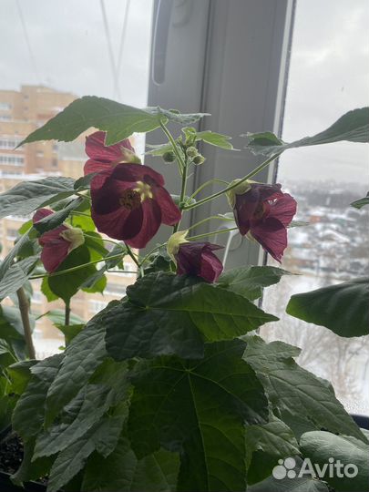 Абутилоны (комнатный клен )