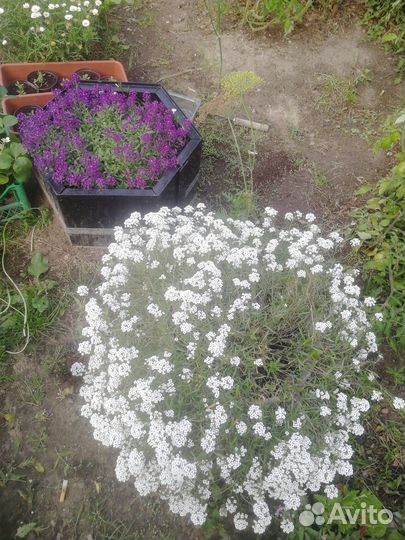 Вегетативные цветы