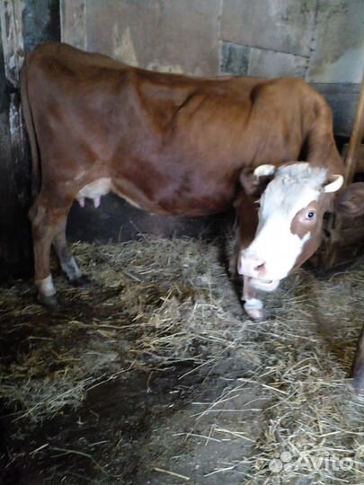 Корова стельная дойная