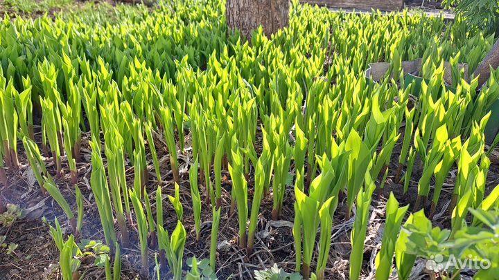 Фуксия, мята, ландыши, мелисса