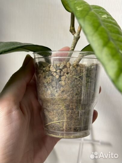 Хойя Lai Chan Forest