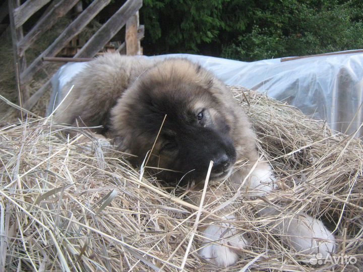 Продажа щенков