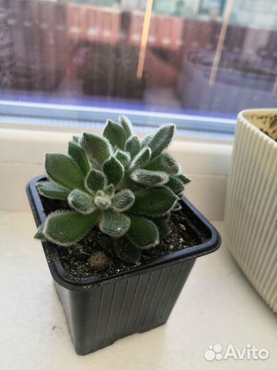 Эхеверия атласная