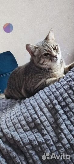 Котик подросток в добрые руки