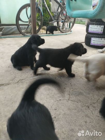 Щенки лабрадора