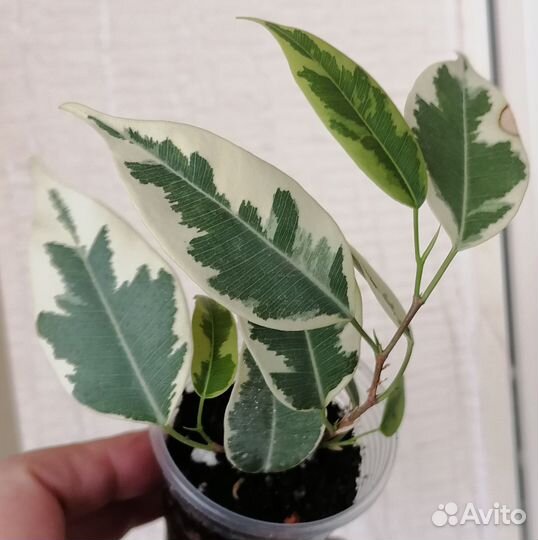 Фикус бенджамина сорт Саманта