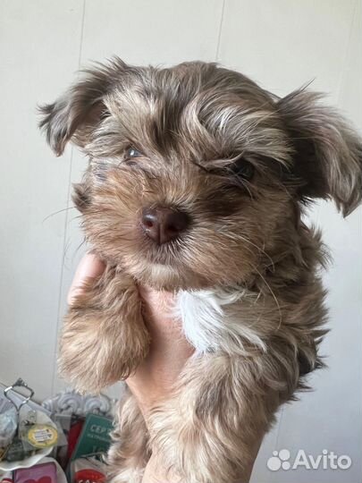 Щенки бивер йорка супер мини, мини и стандарт