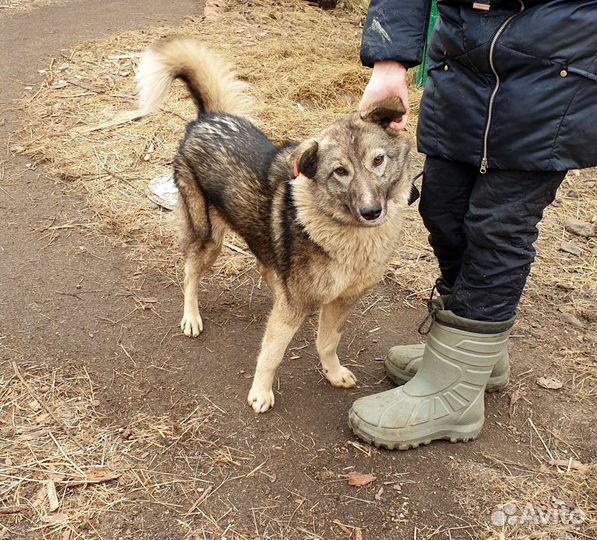 Очаровашка из приюта