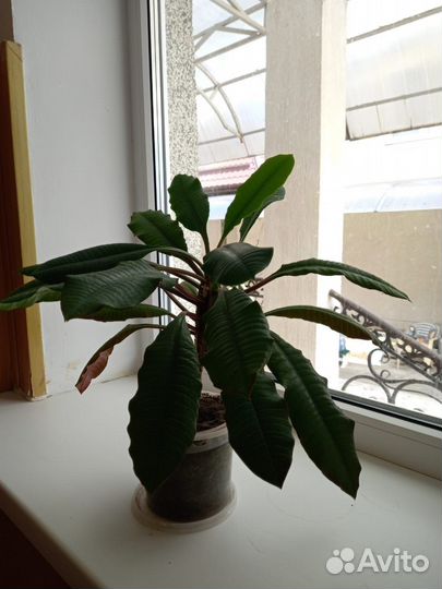 Комнатные растения цветы