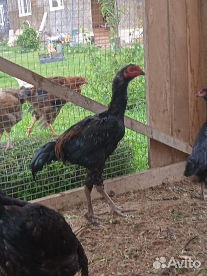 Петушки породы Дакан (Куланг)