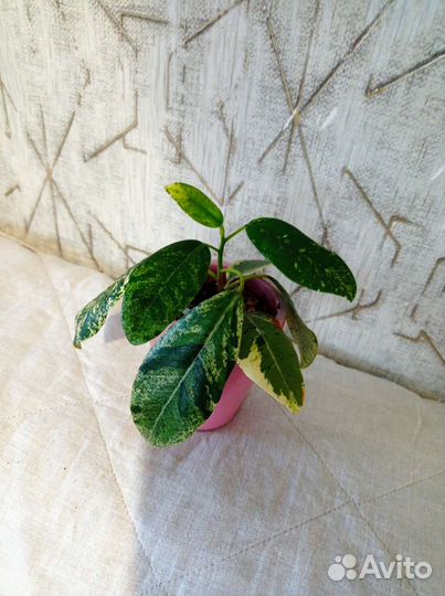 Продам цветы комнатные