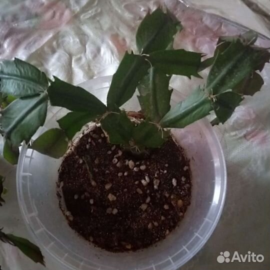 Цветок декабрист