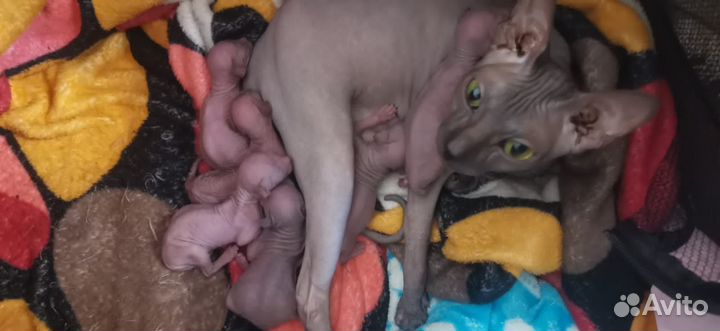 Котята Донской сфинкс