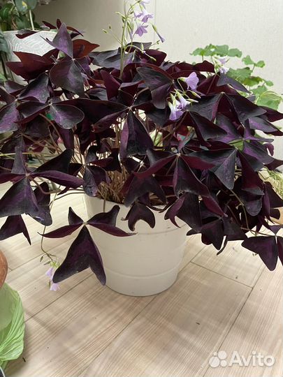 Кислица оксалис- цветок бабочка