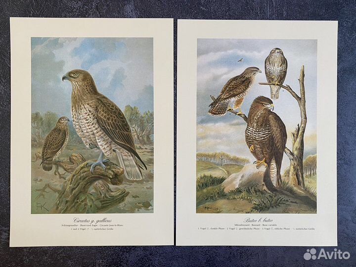 Литографии хищные птицы,Германия