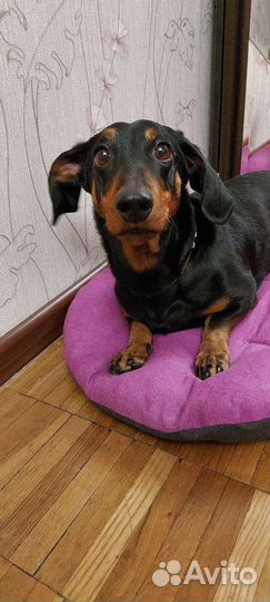 Такса Корни ищет дом