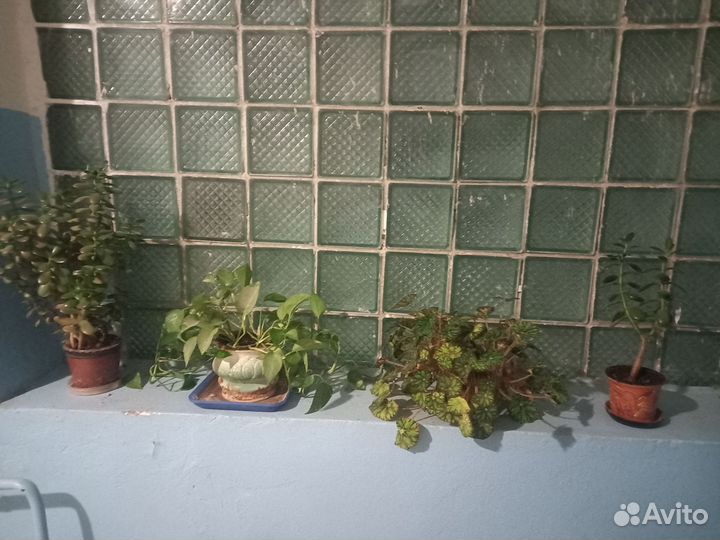 Комнатные растения бесплатно