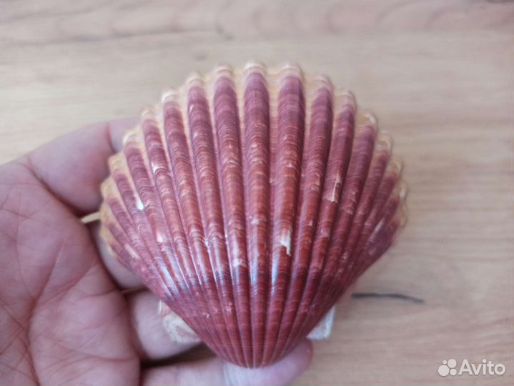 Морская раковина