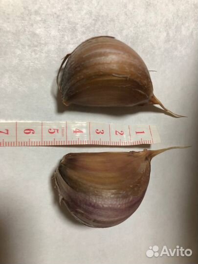 Крупный озимый чеснок на посадку